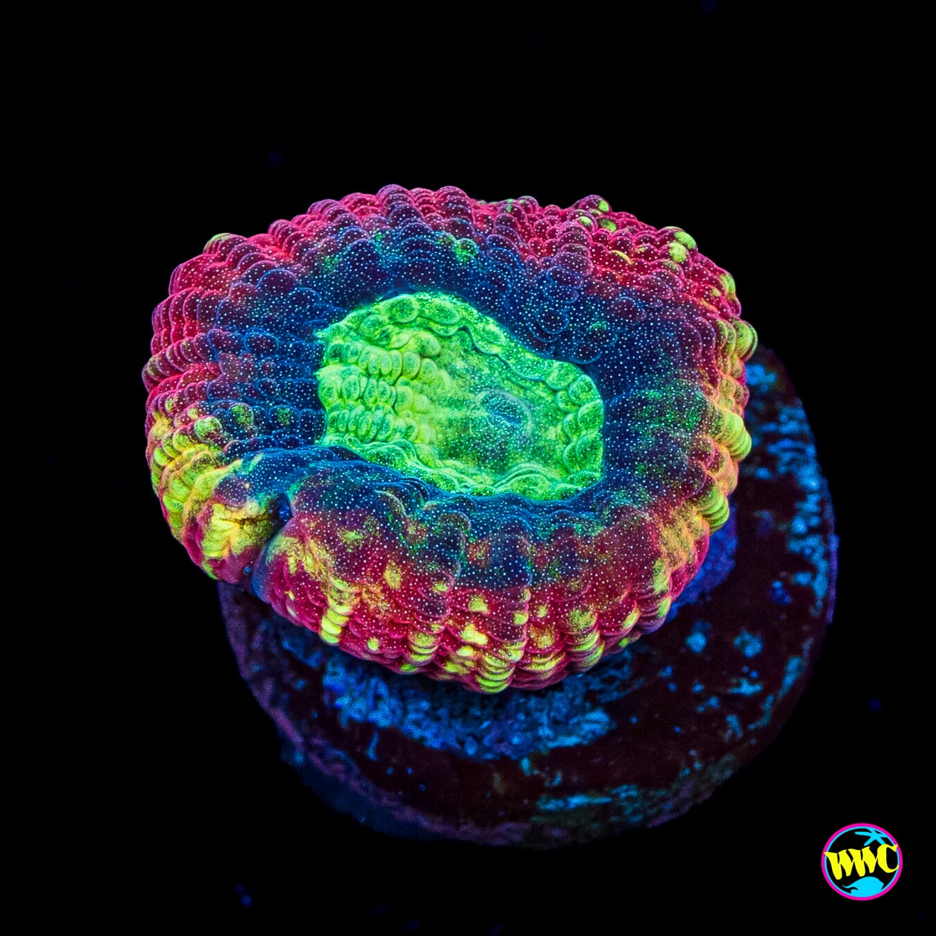Sea Monster Goniastrea