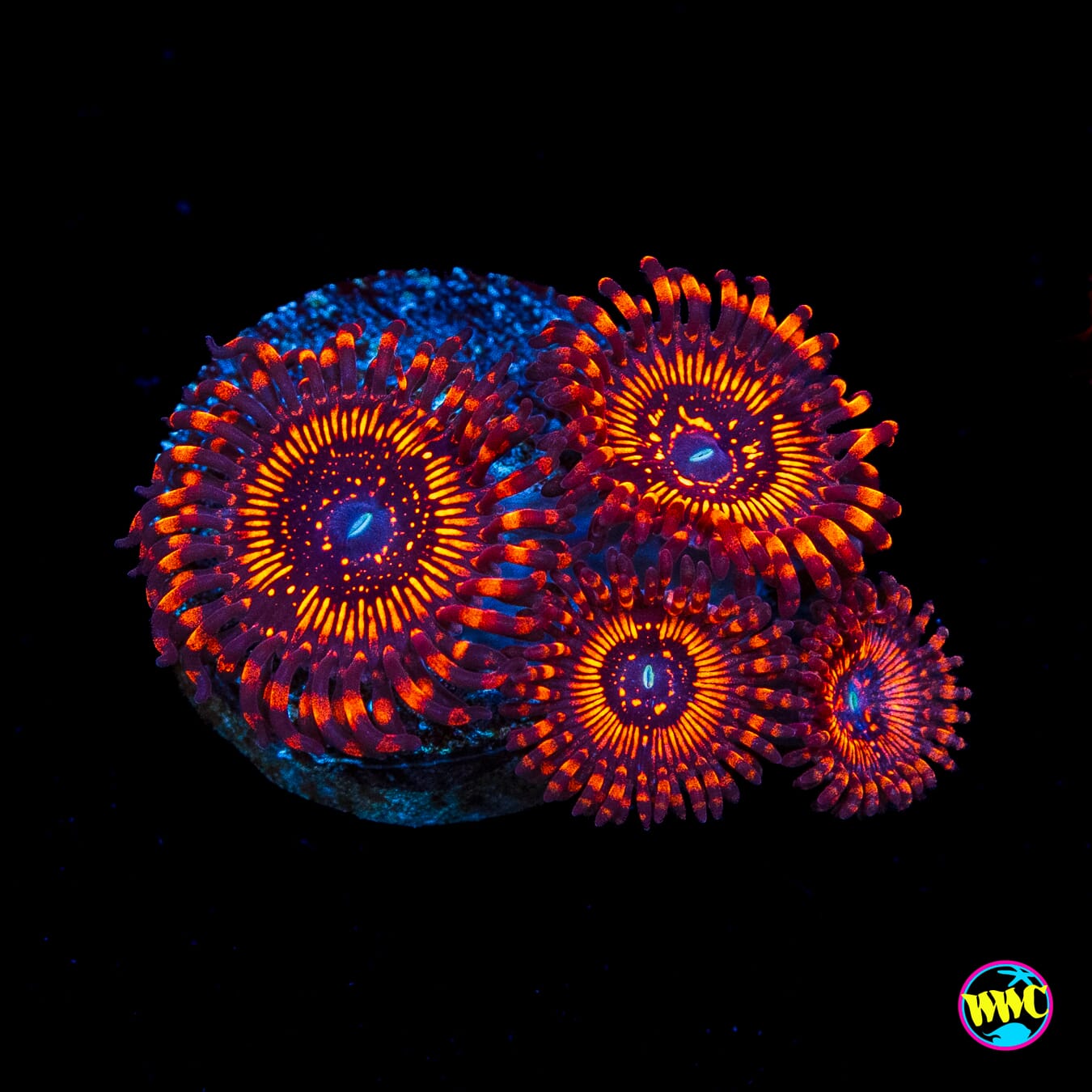 WWC Balrog Zoanthids