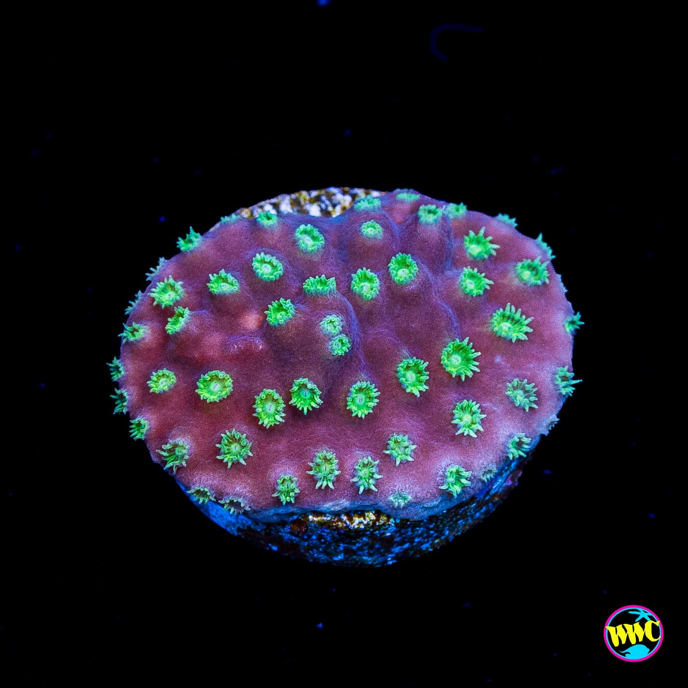 WWC Purple Scroll Turbinaria
