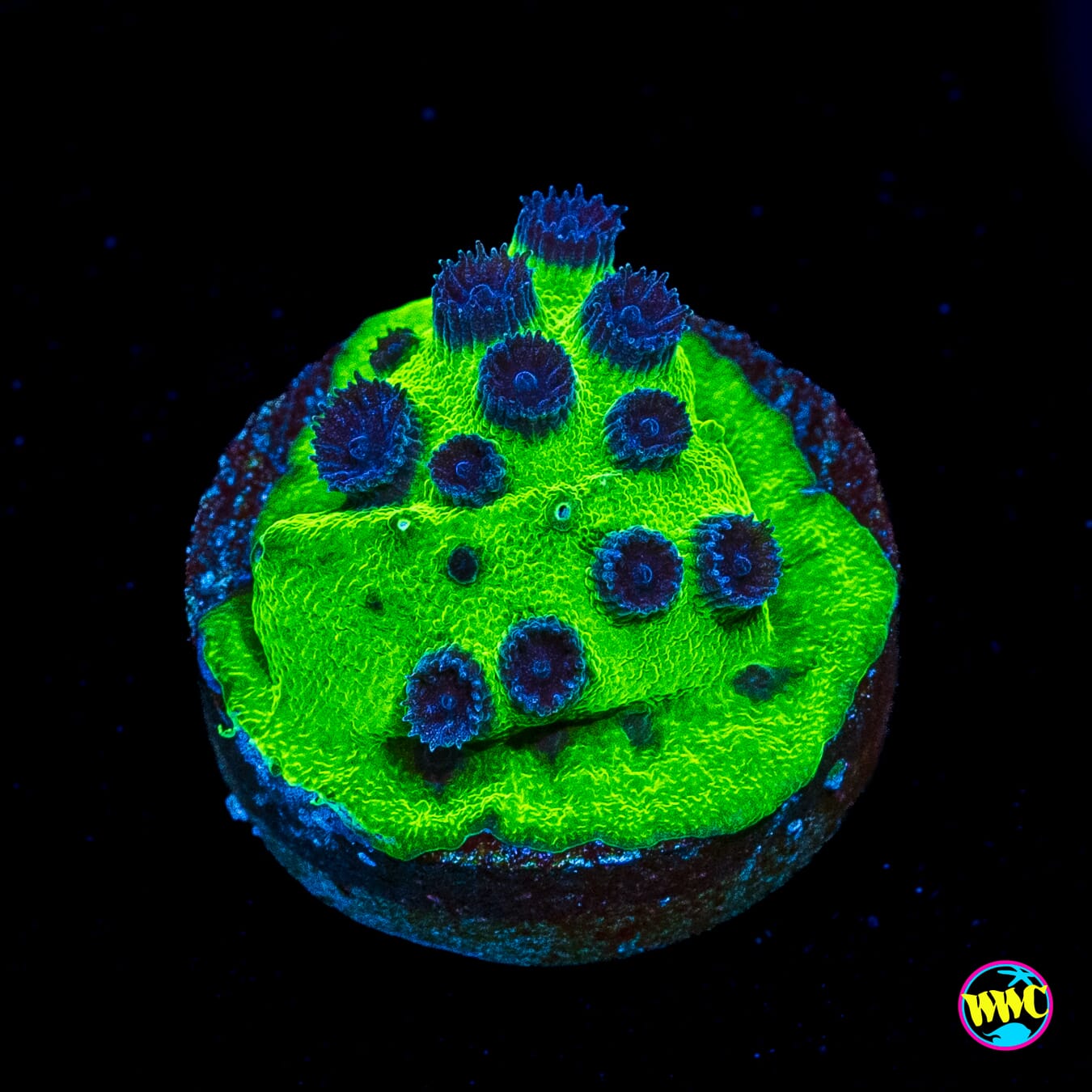 WWC Mardi Gras Cyphastrea