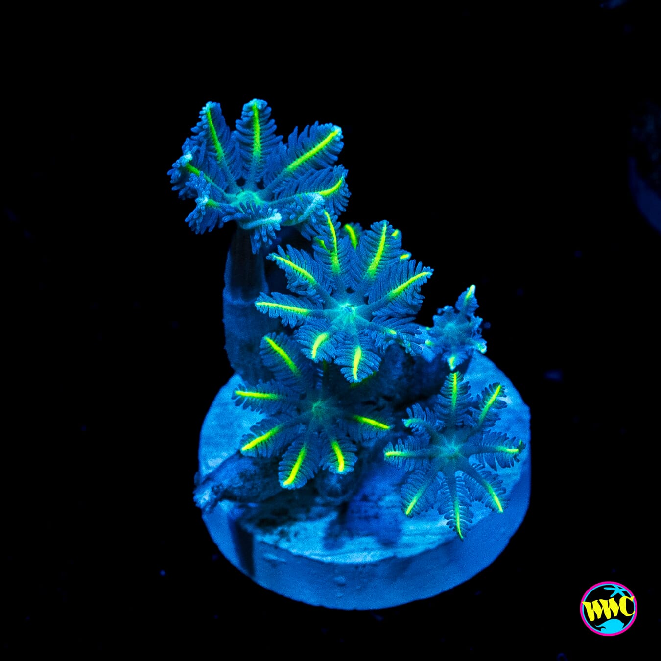 WWC Lemon Tipped Clove Polyps