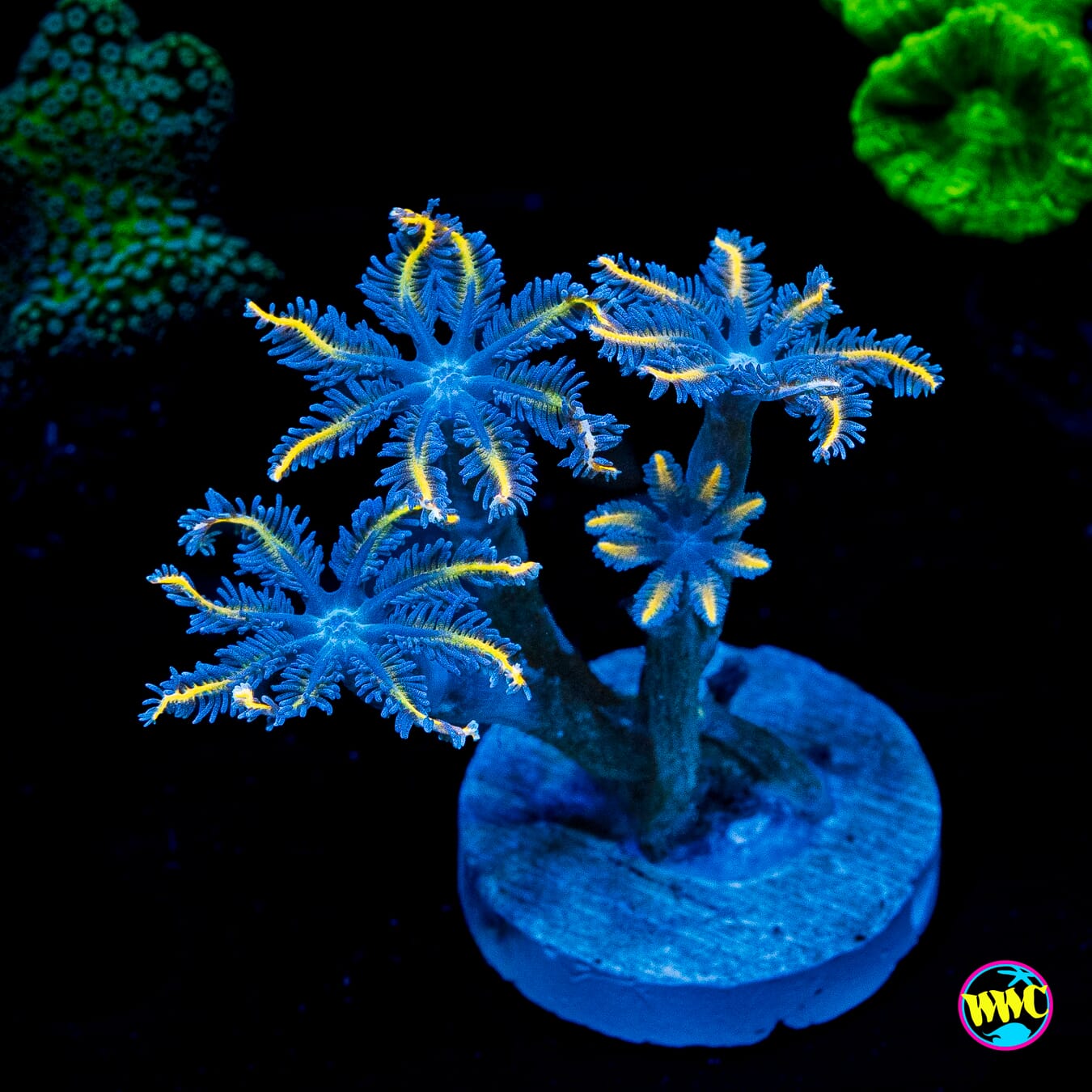 WWC Lemon Tipped Clove Polyps
