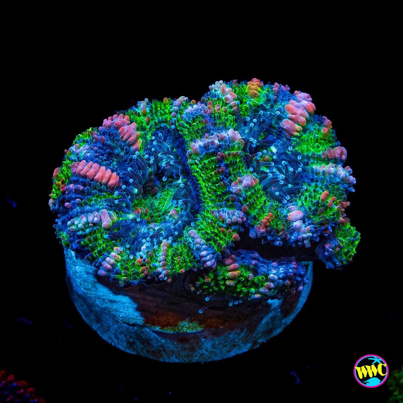 Bubbalicious Aussie Lord