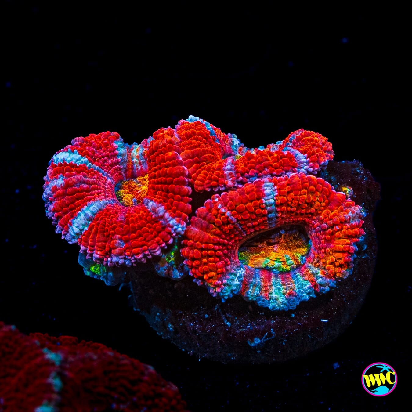 Lava Bomb Aussie Lord