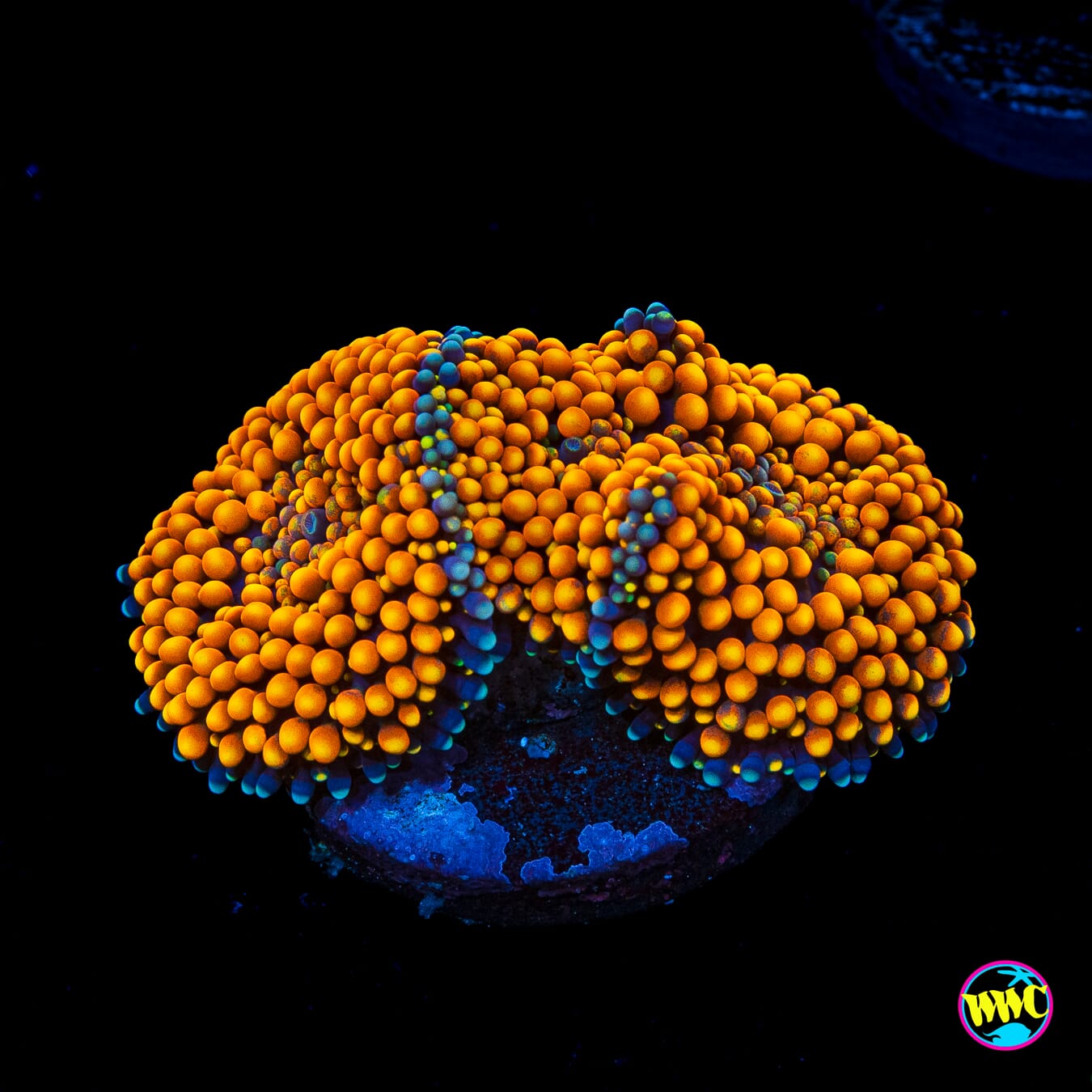 Fresh Squeezed Ricordea Mushroom