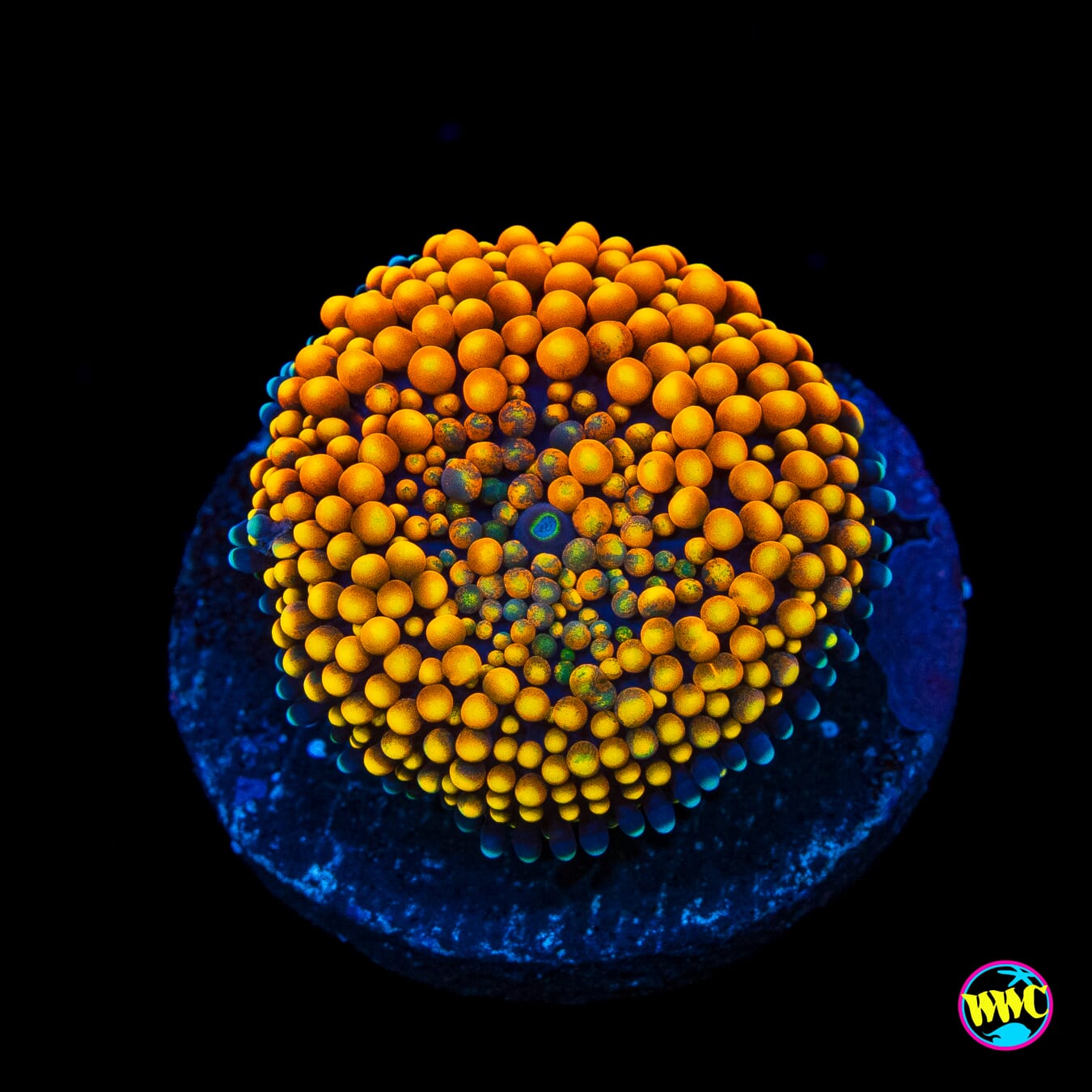 Fresh Squeezed Ricordea Mushroom