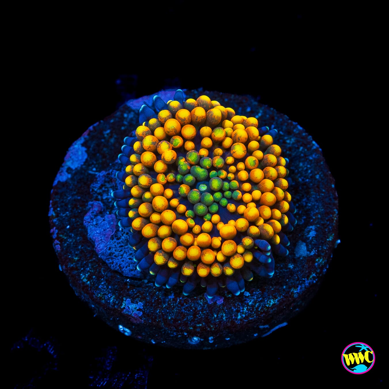Citrus Grove Ricordea Mushroom