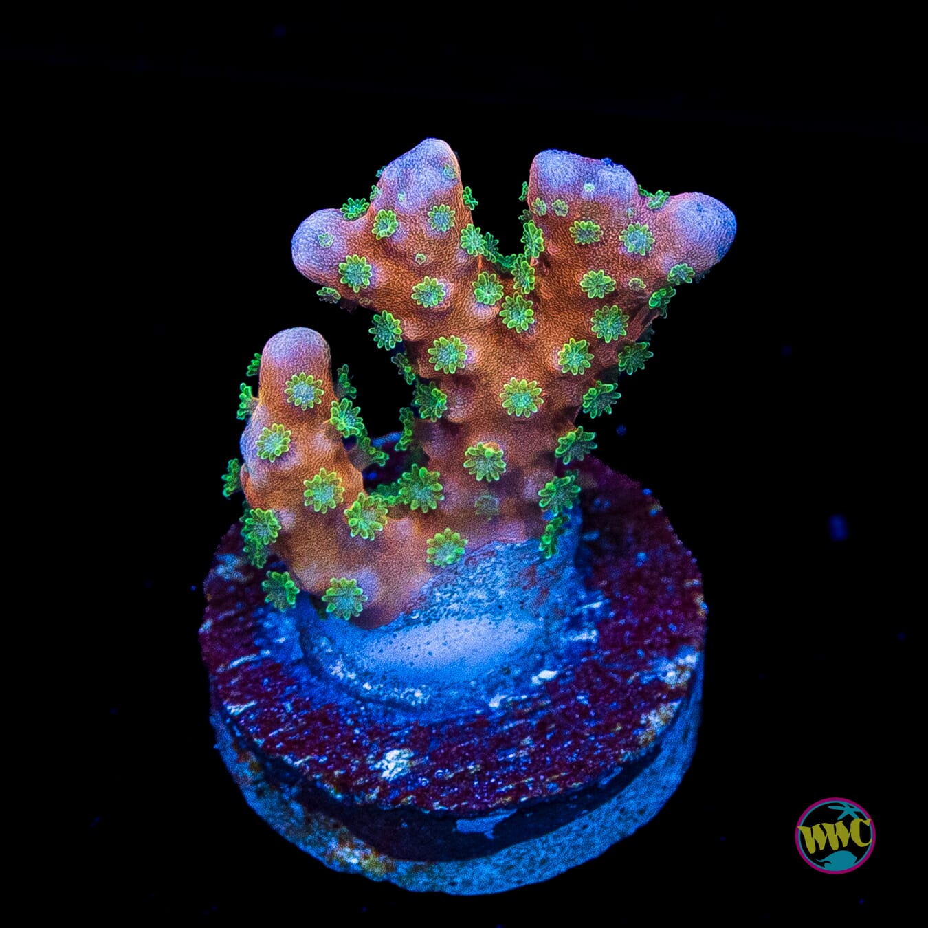 RR Tropicana Anacropora