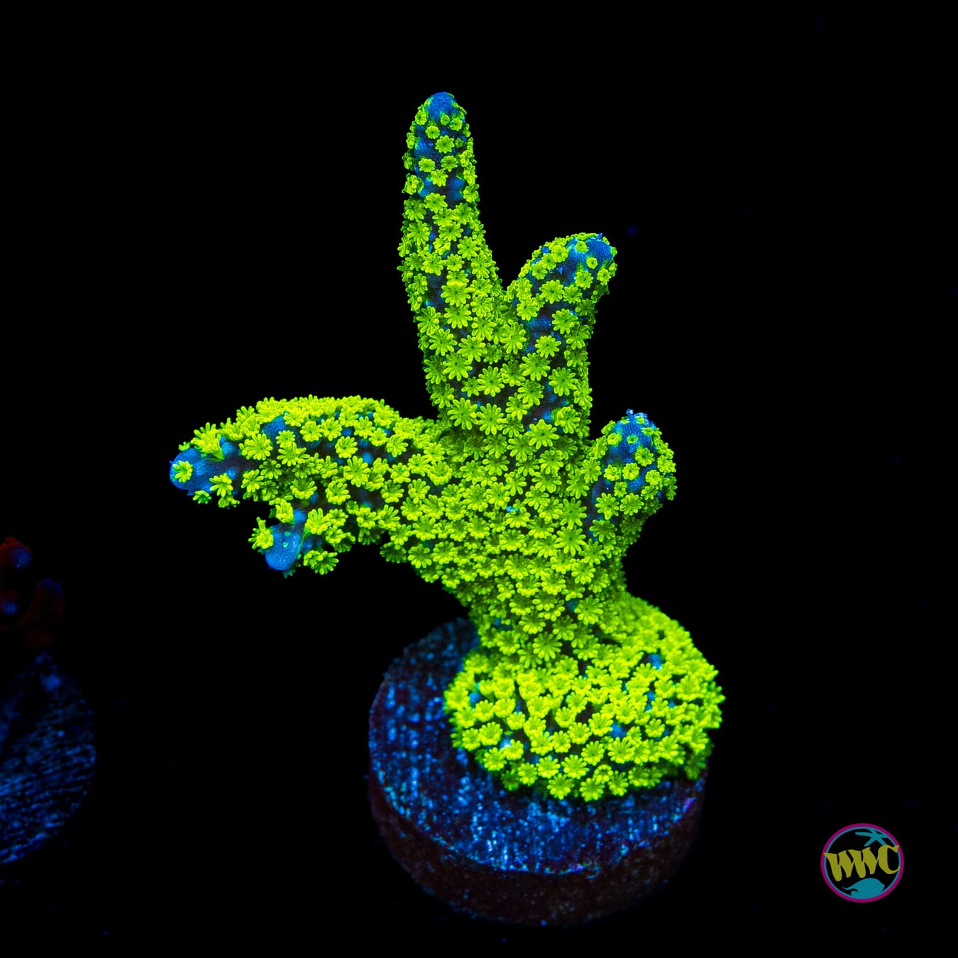 Tubbs Stellata Montipora