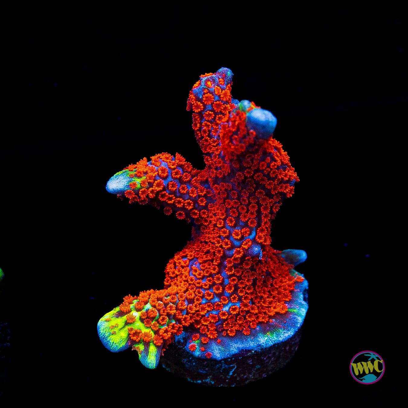Bubblegum Digitata Montipora
