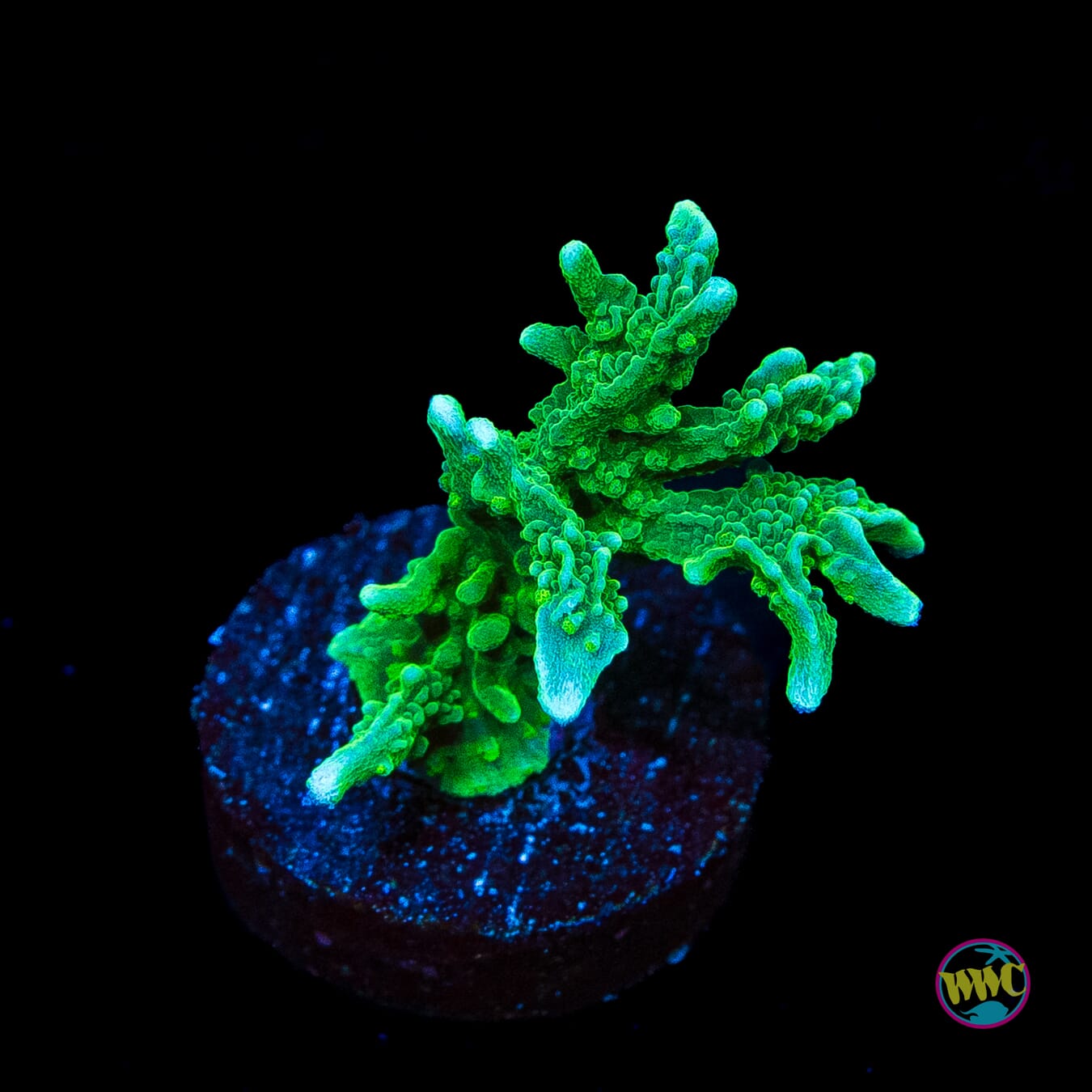 Green Hirsuta Montipora