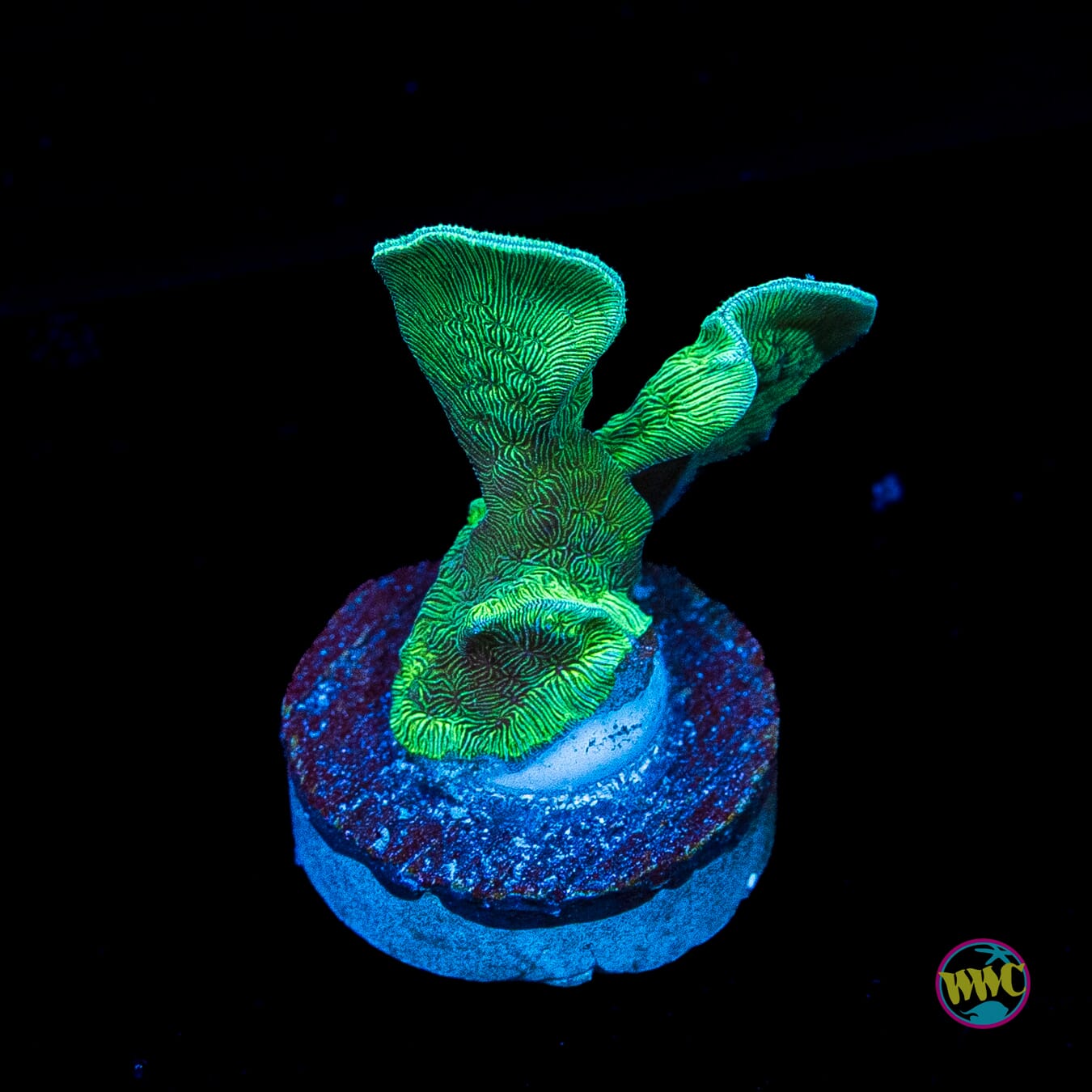 WWC Cactus Pavona