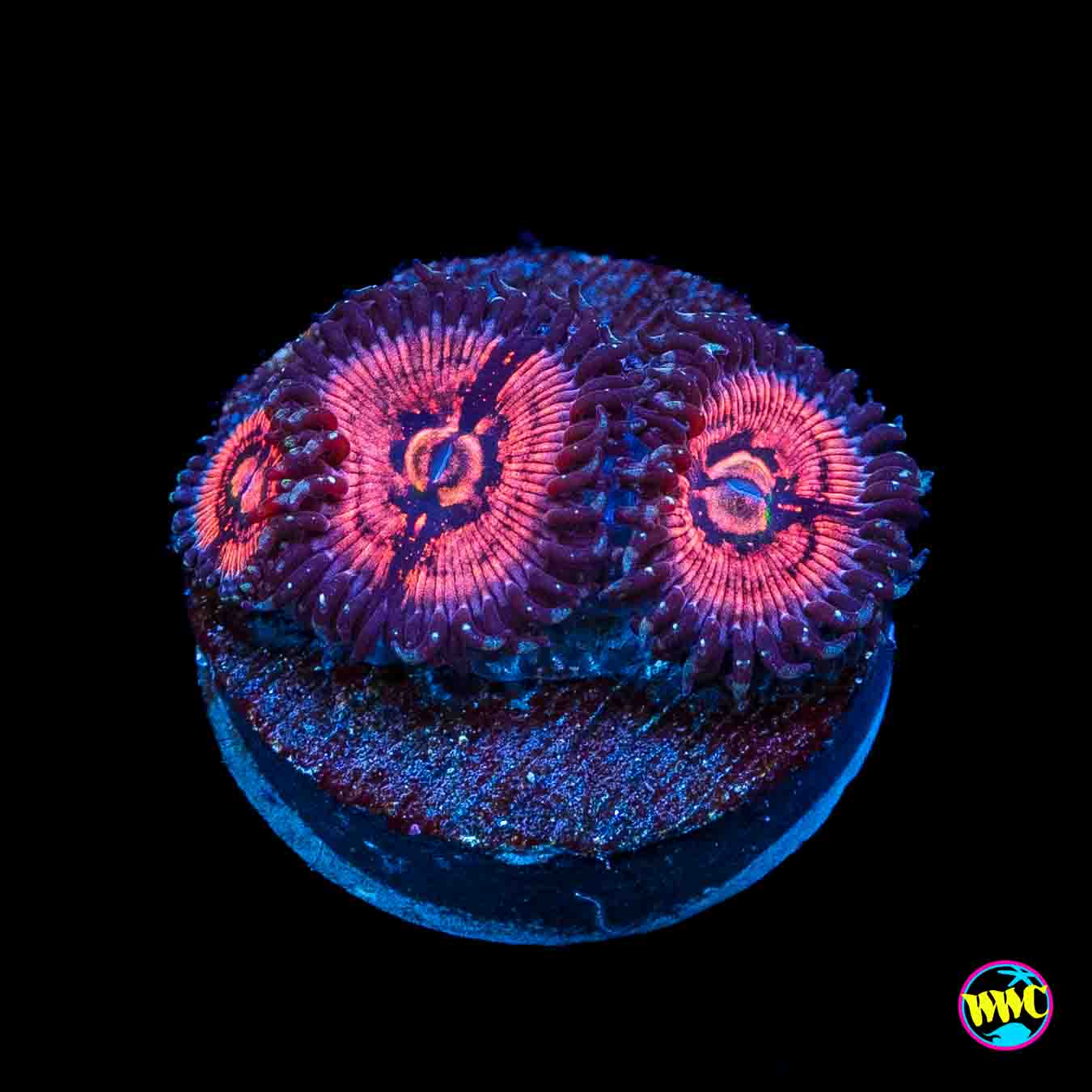 WWC Nimble Monster Zoanthids