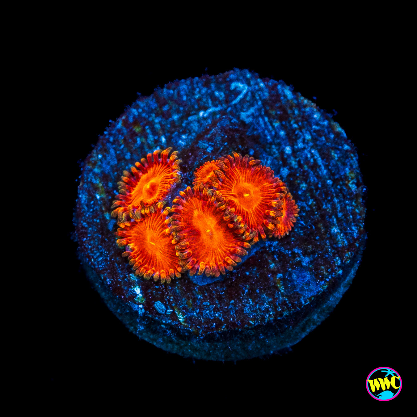 WWC Red Hot Zoanthids