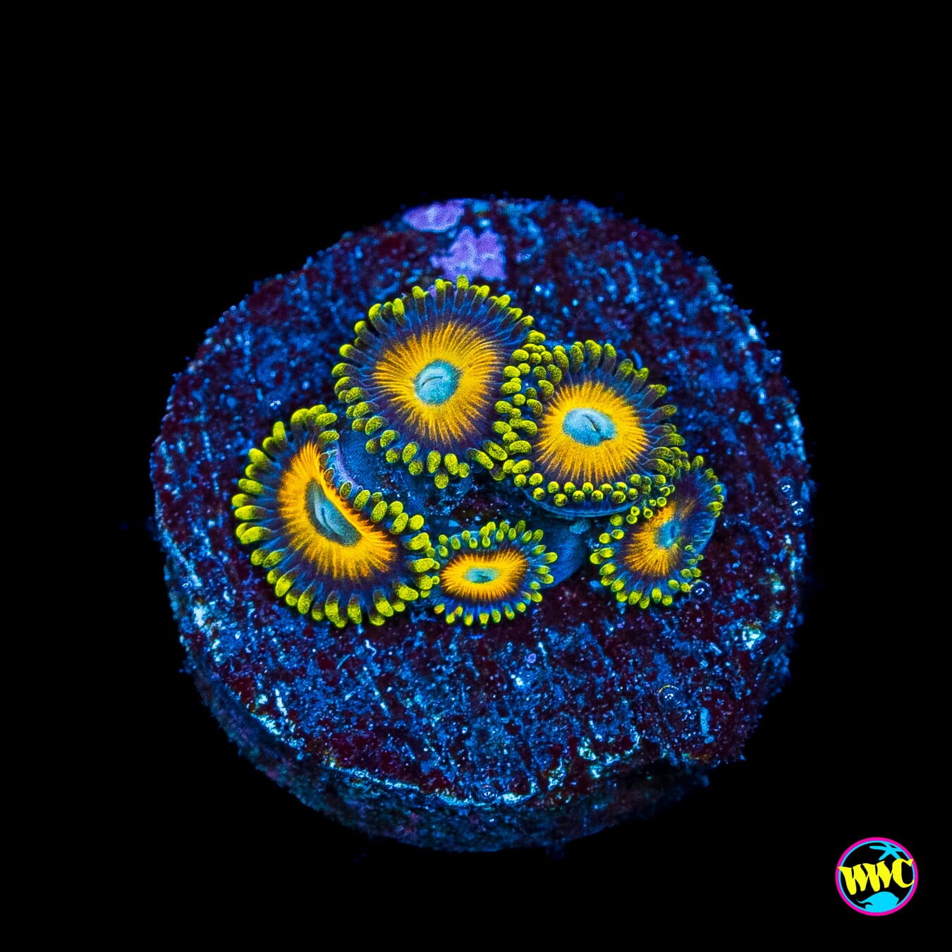 Scrambled Eggs Zoanthids