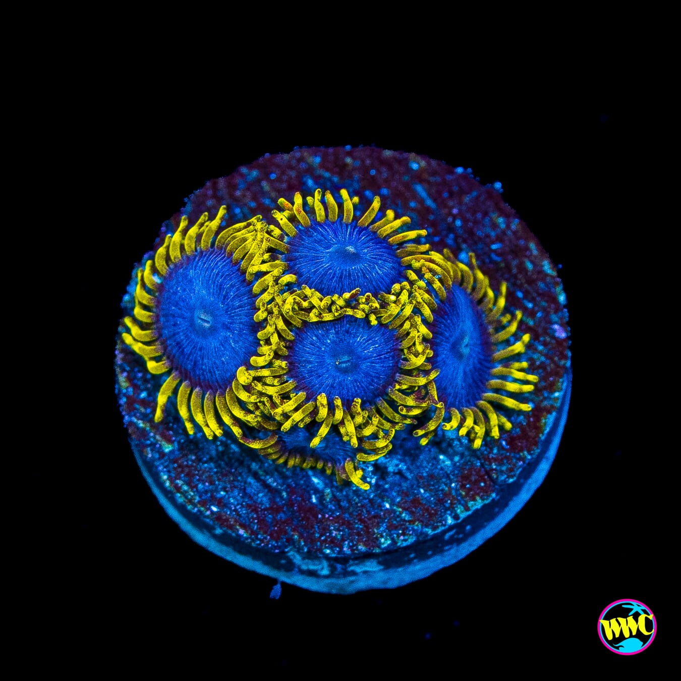 WWC Blue Angels Zoanthids