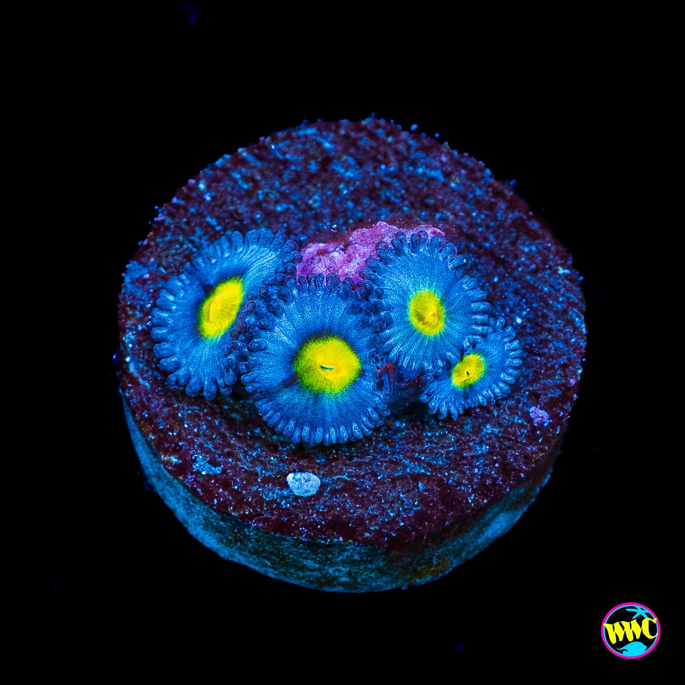 WWC AOI Zoanthids