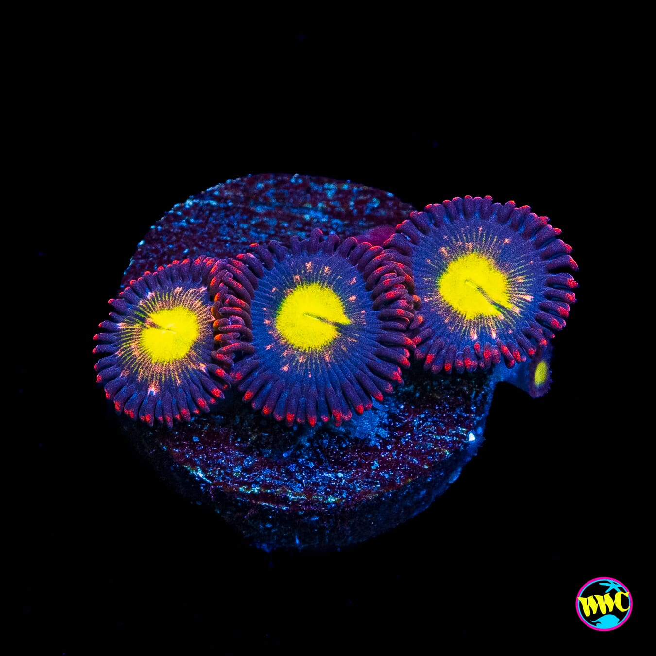 WWC Egg Yolks Zoanthids