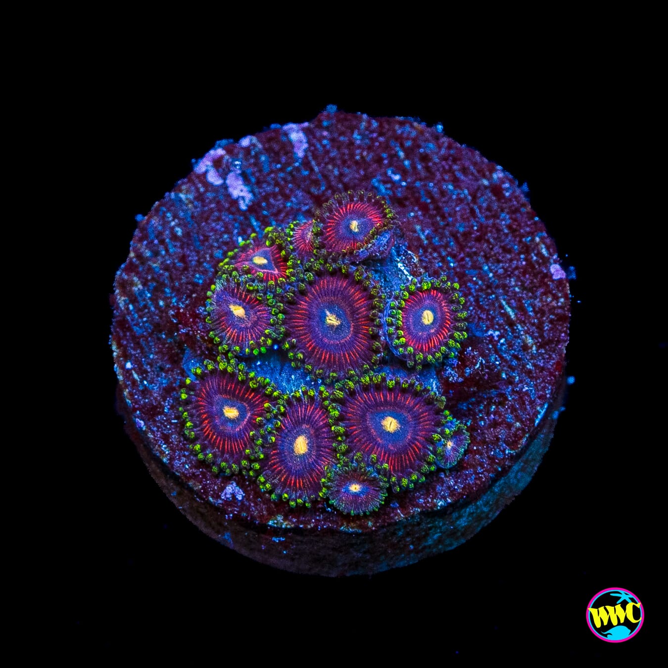 WWC Mini Me Zoanthids
