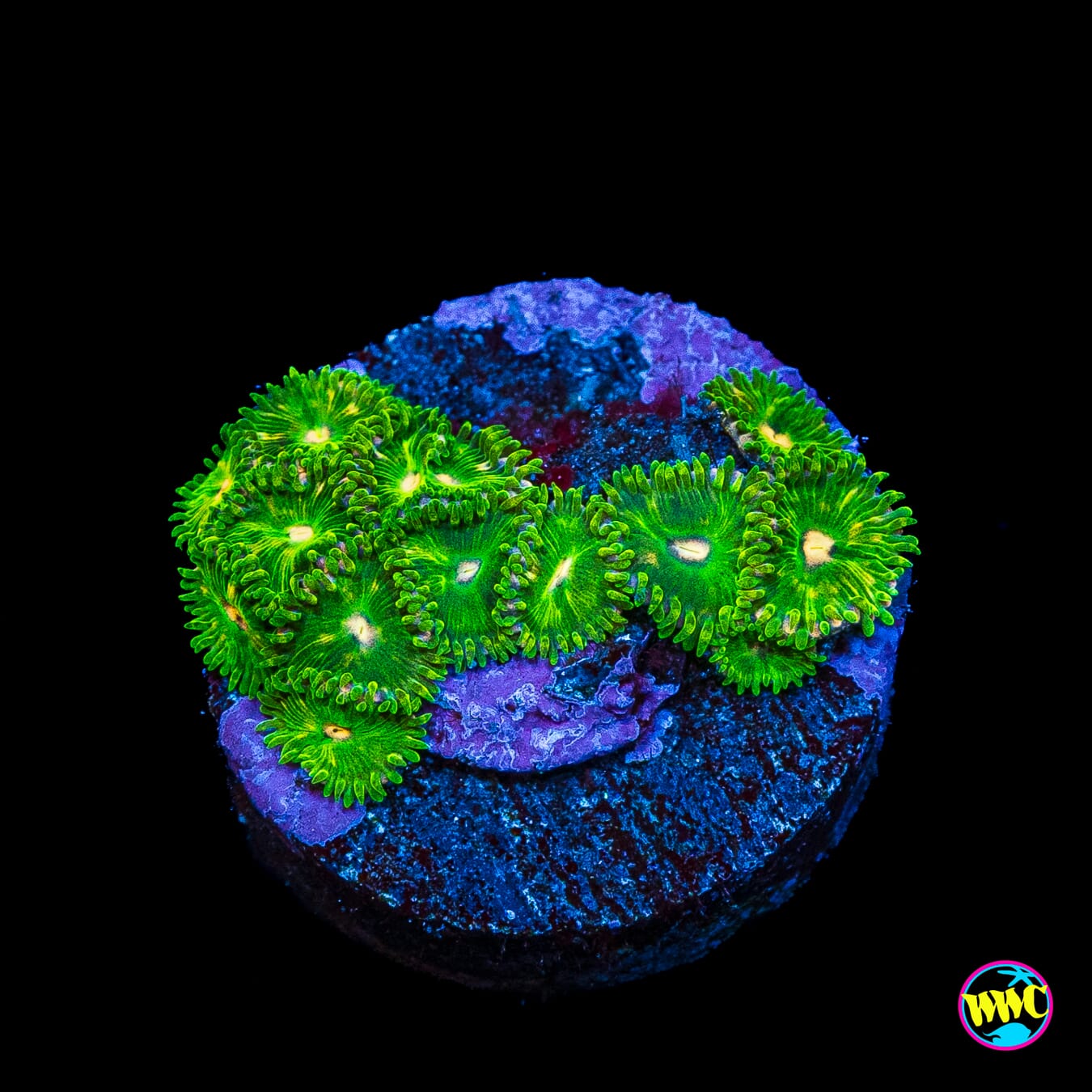WWC Pine Nutz Zoanthids