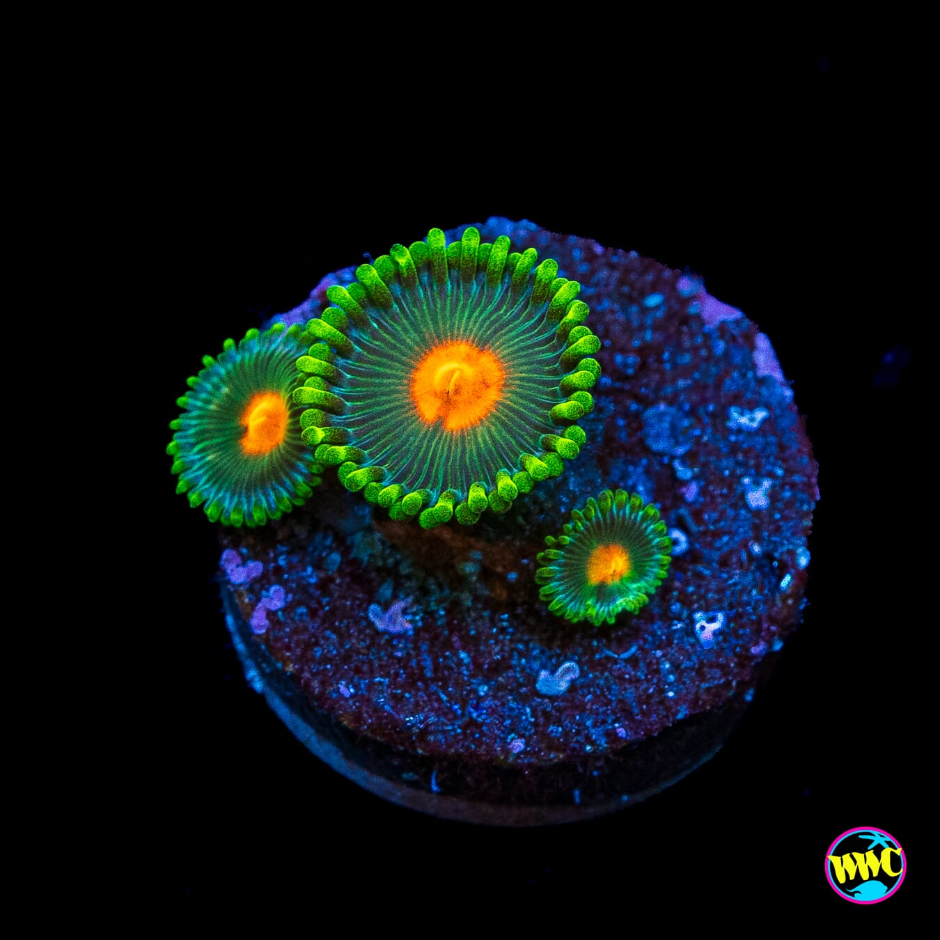 WWC Campfire Zoanthids