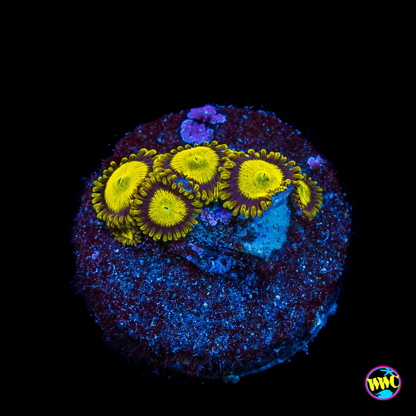 King Midas Zoanthids