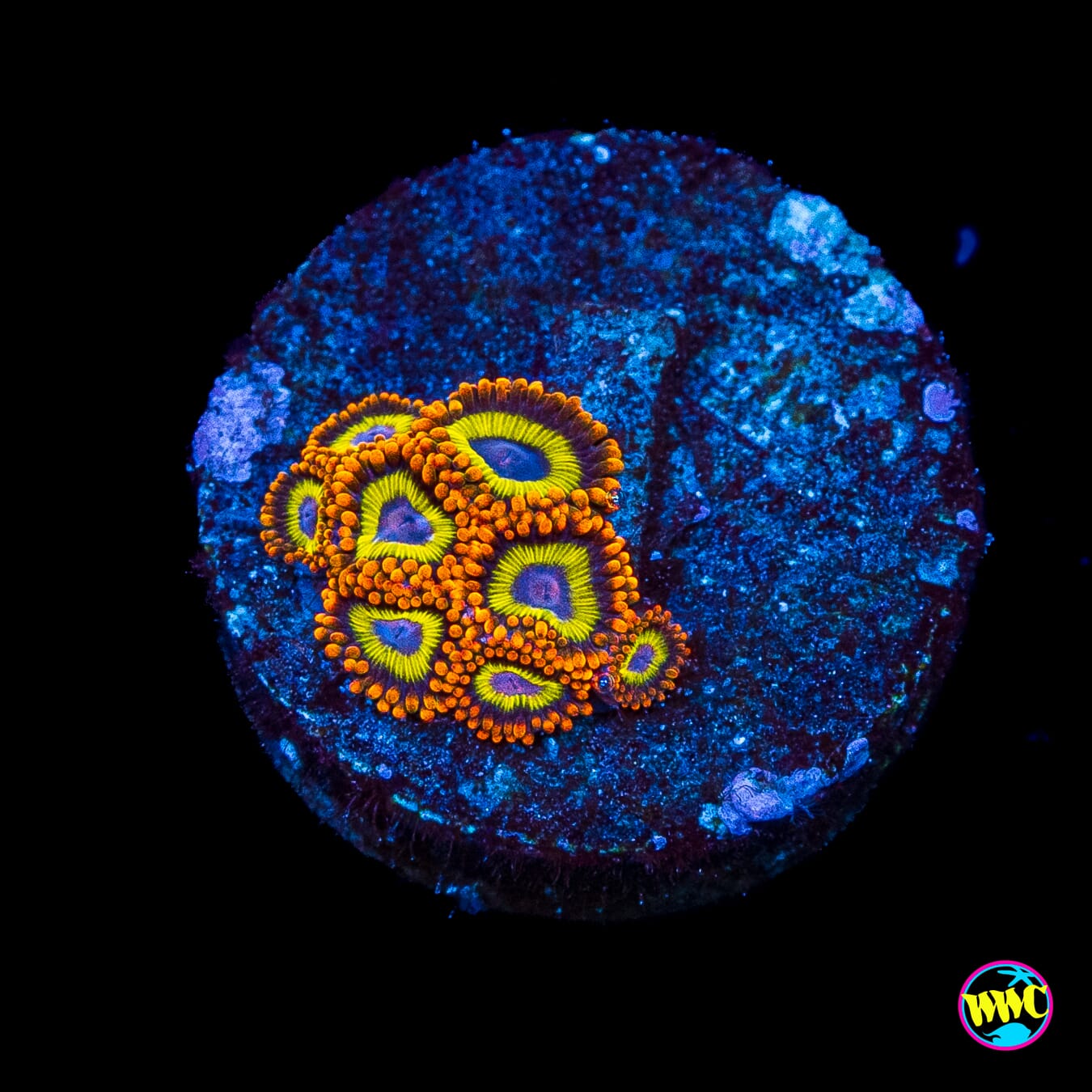 Fruit Loopz Zoanthids