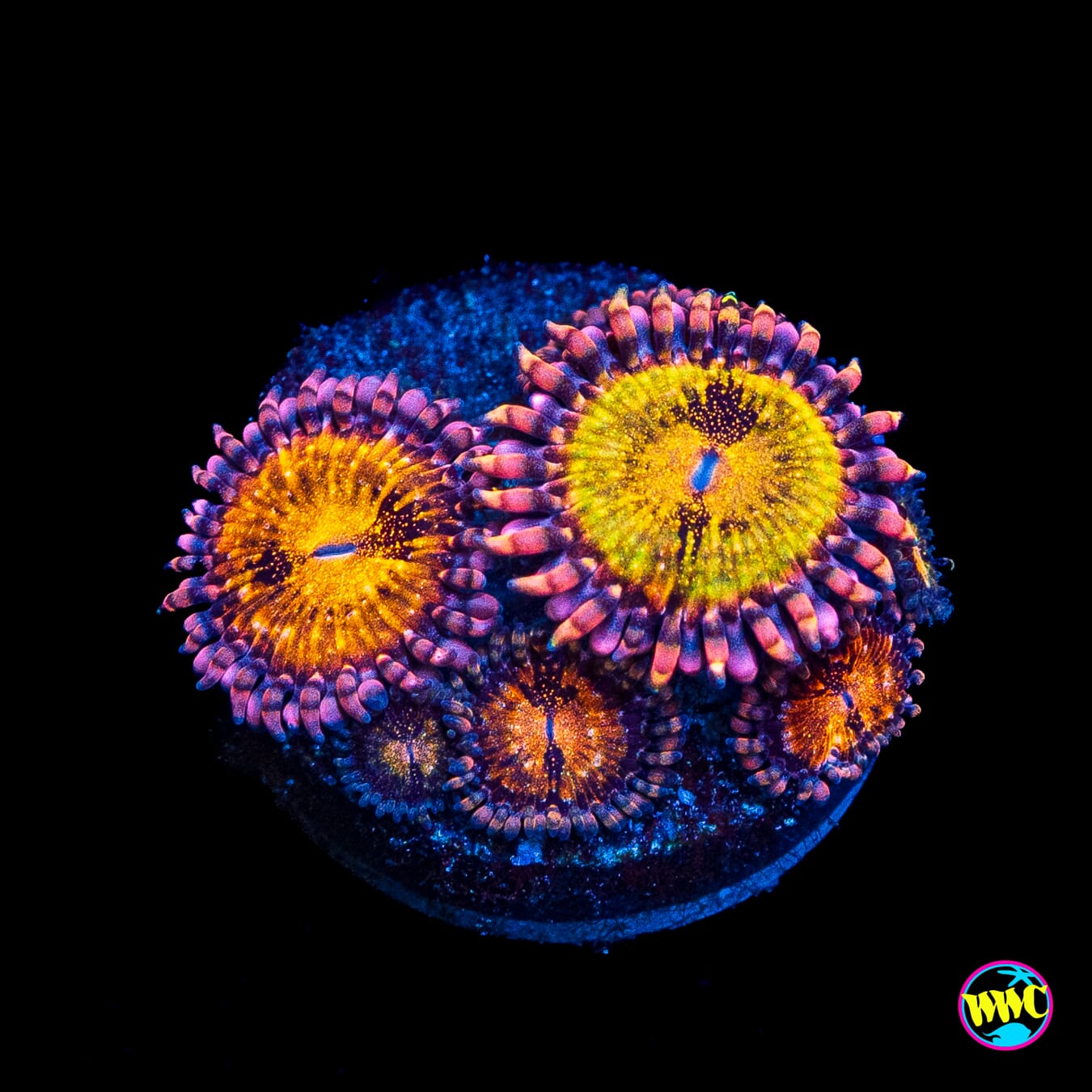 WWC Pandoras Zoanthids