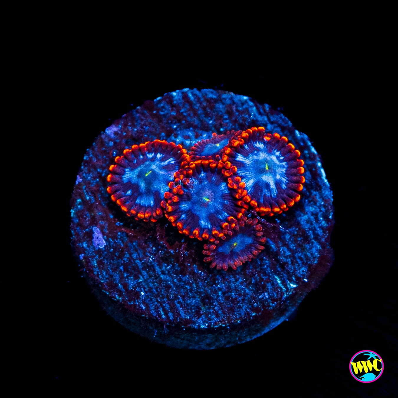 Fire and Ice Zoanthids