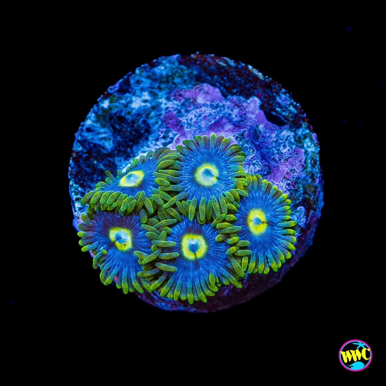 Blueberry Fields Zoanthids