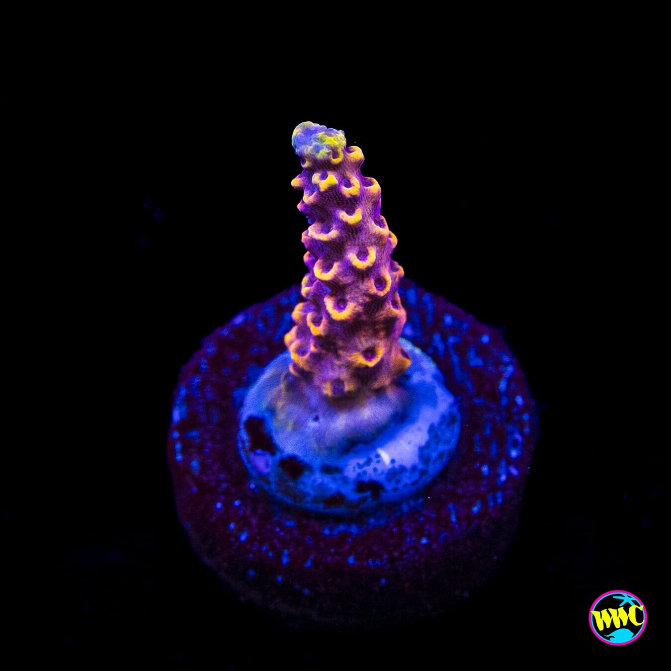 WWC Yellow Fever Acropora