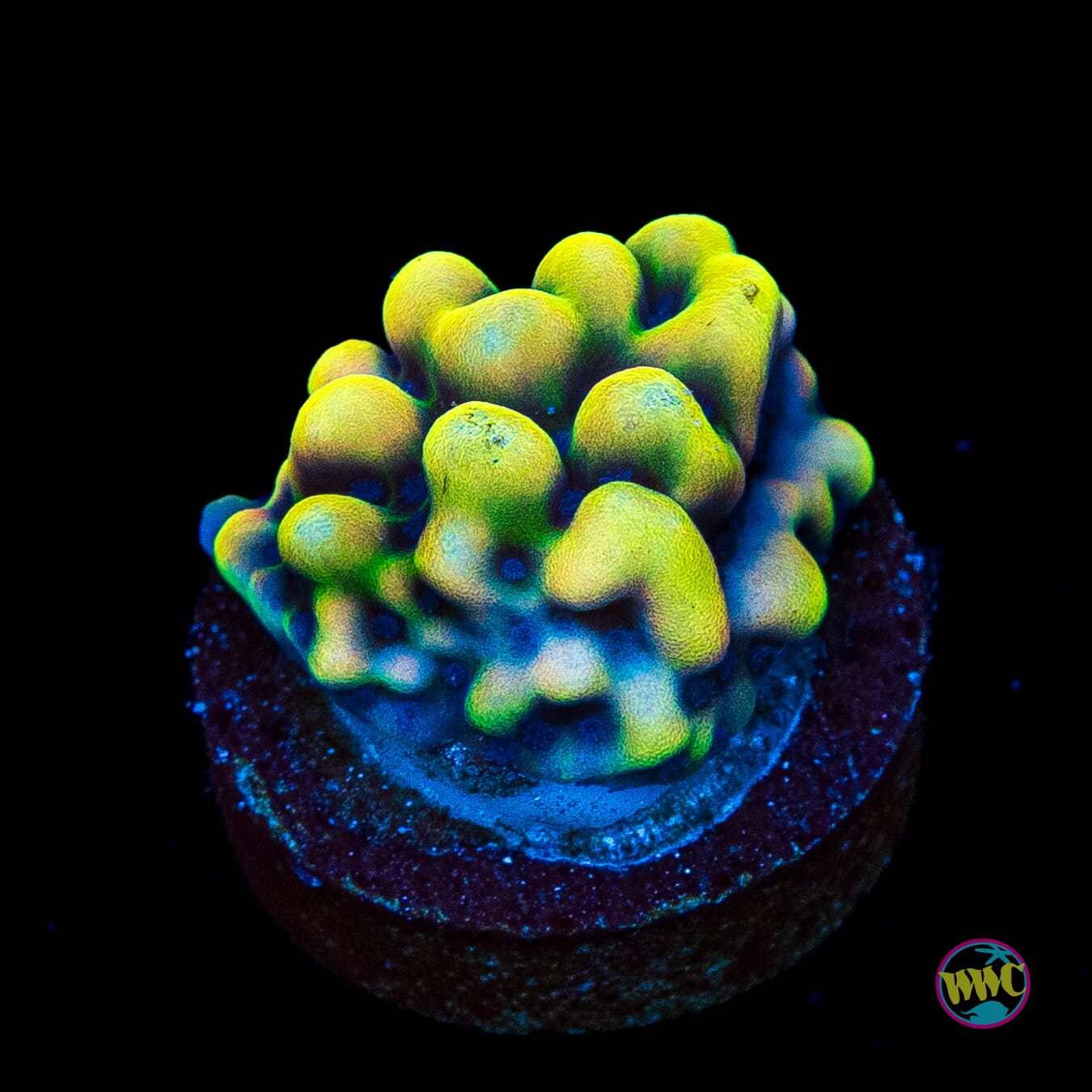 WWC Dark Portal Montipora