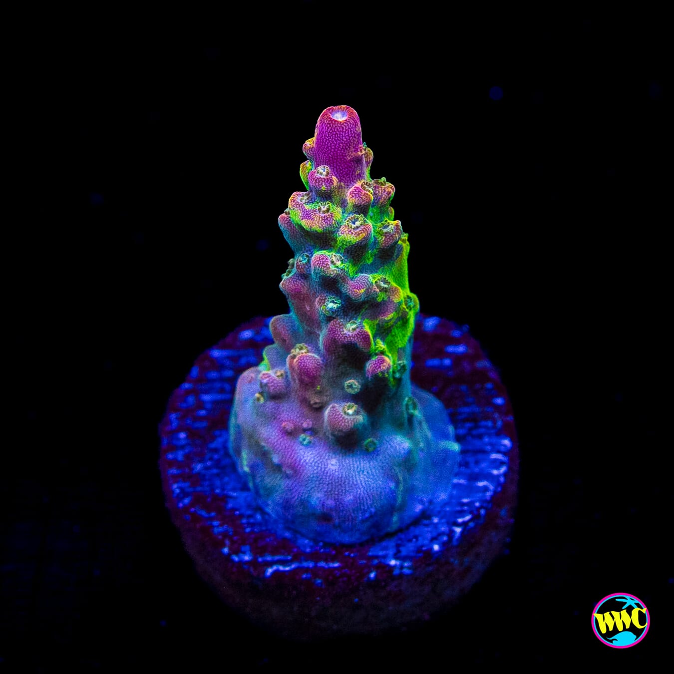 CC Grafted Banana Hammock Acropora