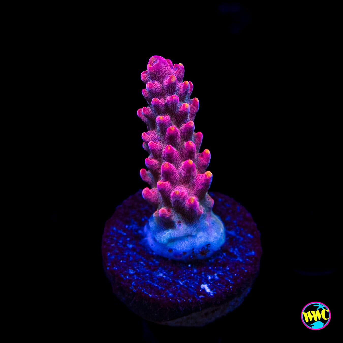 CB Beastmode Acropora
