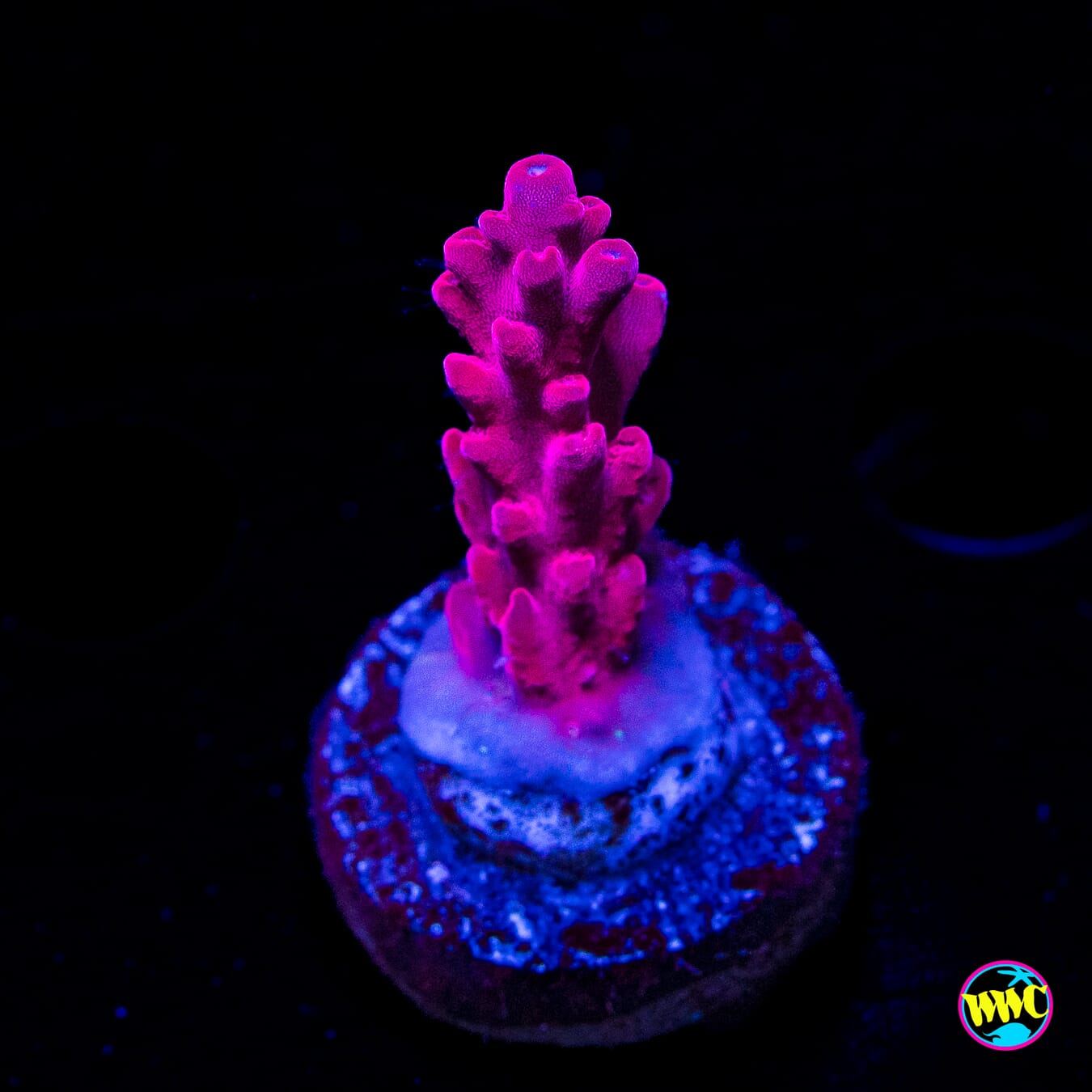 WWC Deep Purple Acropora