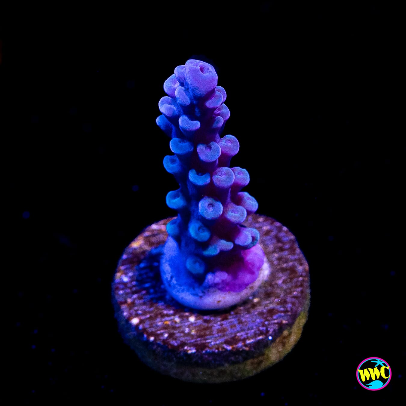 Oregon Tort Acropora
