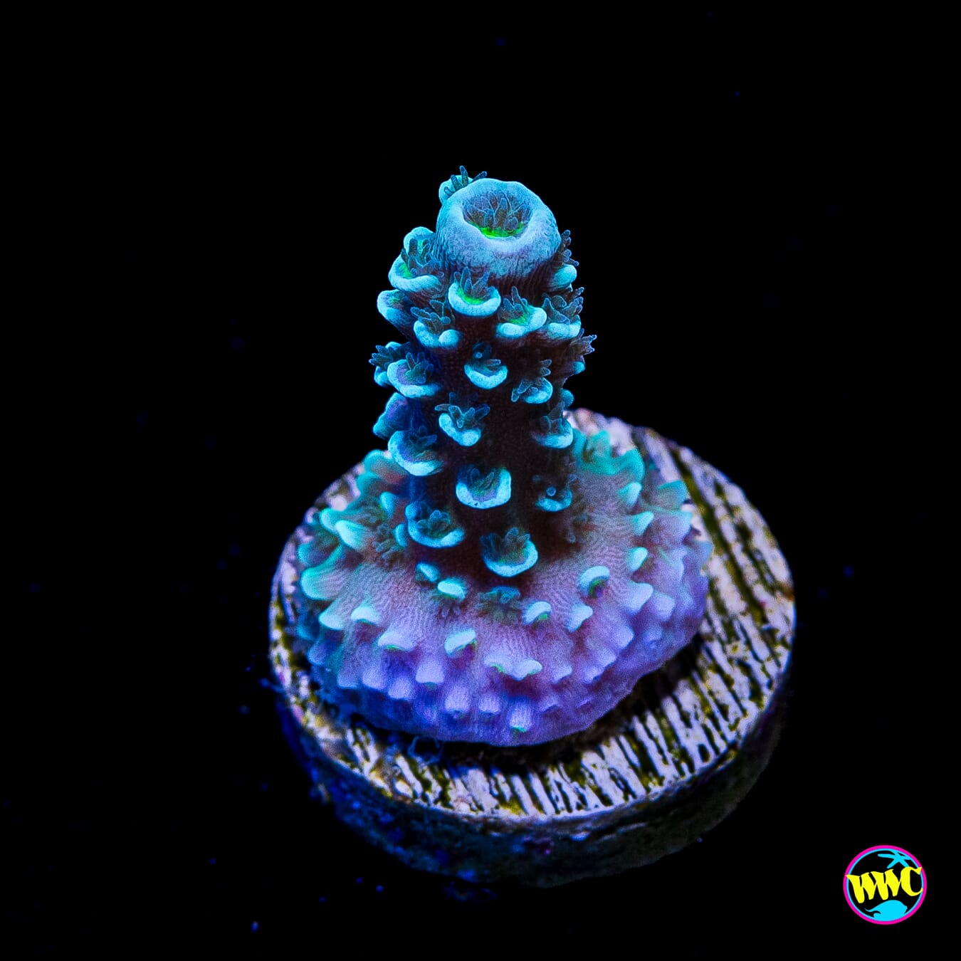 WWC Man on the Moon Hoeksemai Acropora