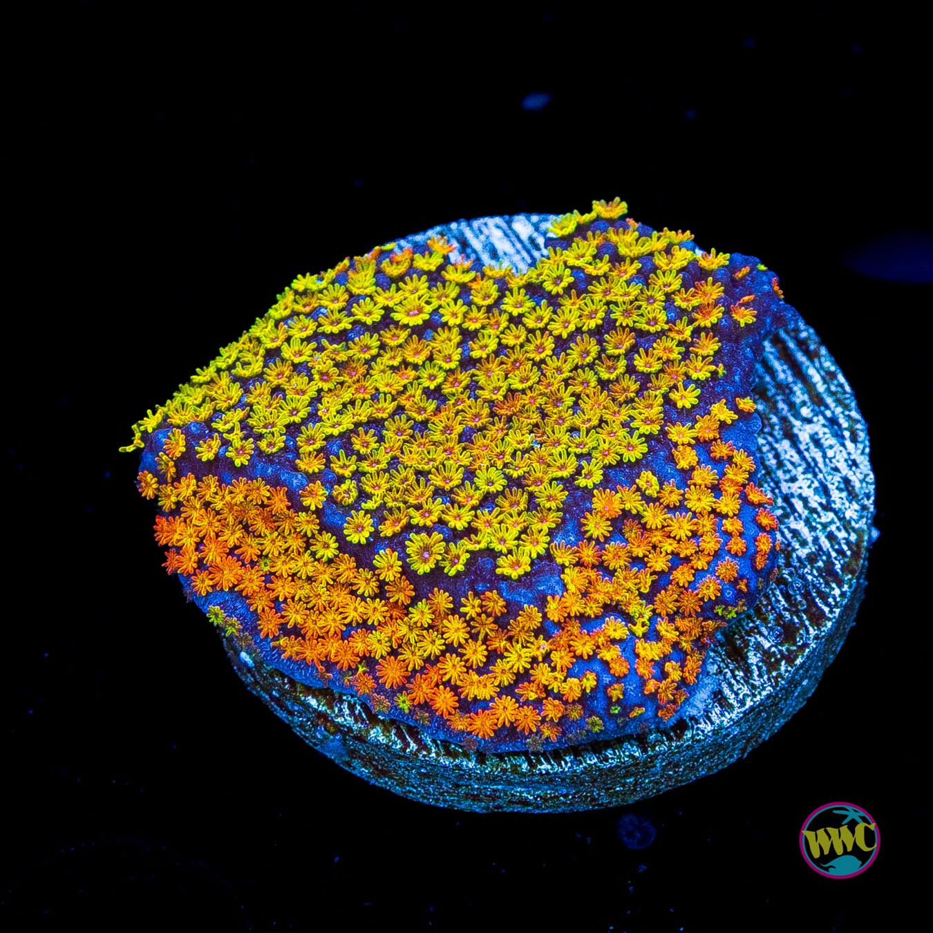 Jason Fox Grafted Rainbow Montipora