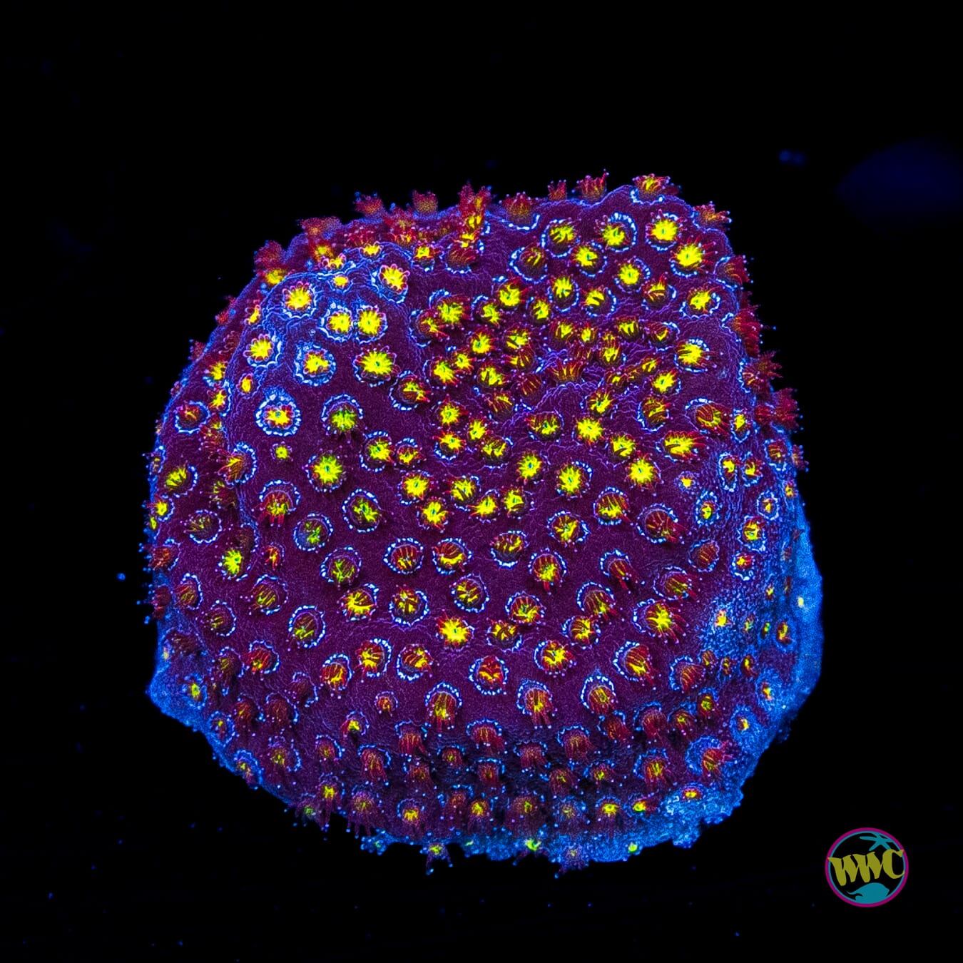 WWC Firestone Stylocoeniella