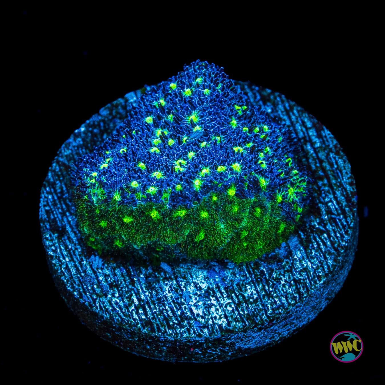 WWC Deep Space Psammocora