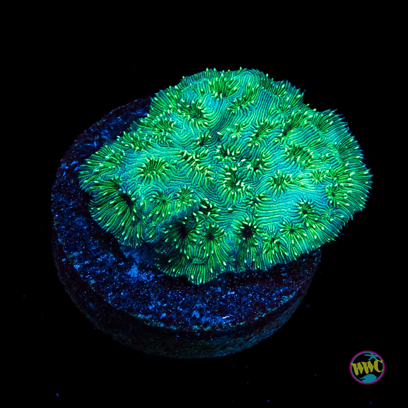 WWC Emerald Pavona
