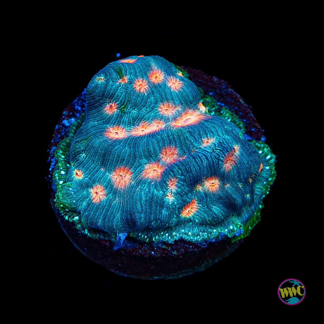 Jason Fox Lava Flow Leptoseris