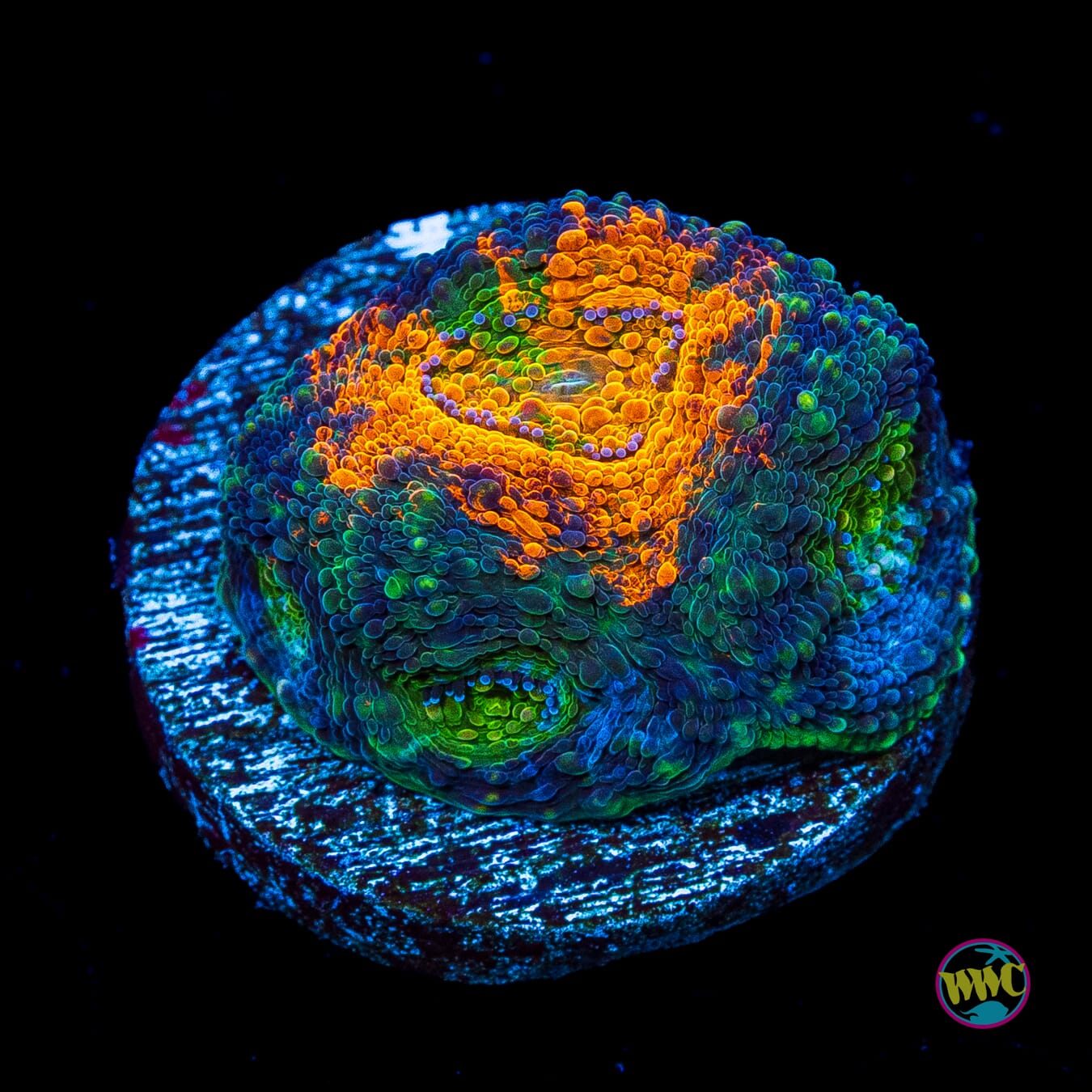 Wowzer Echinata