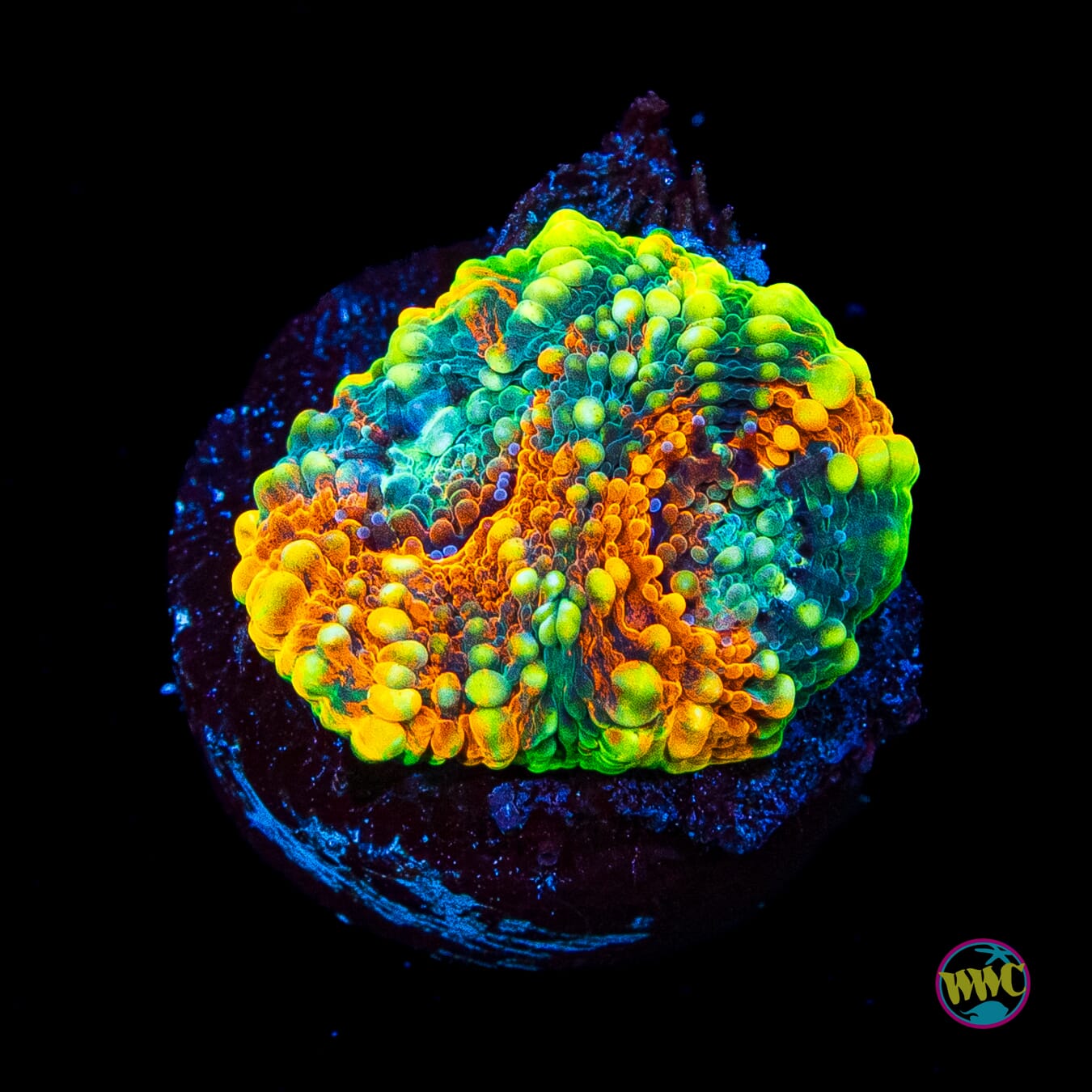WWC Ahhhmazing Echinata