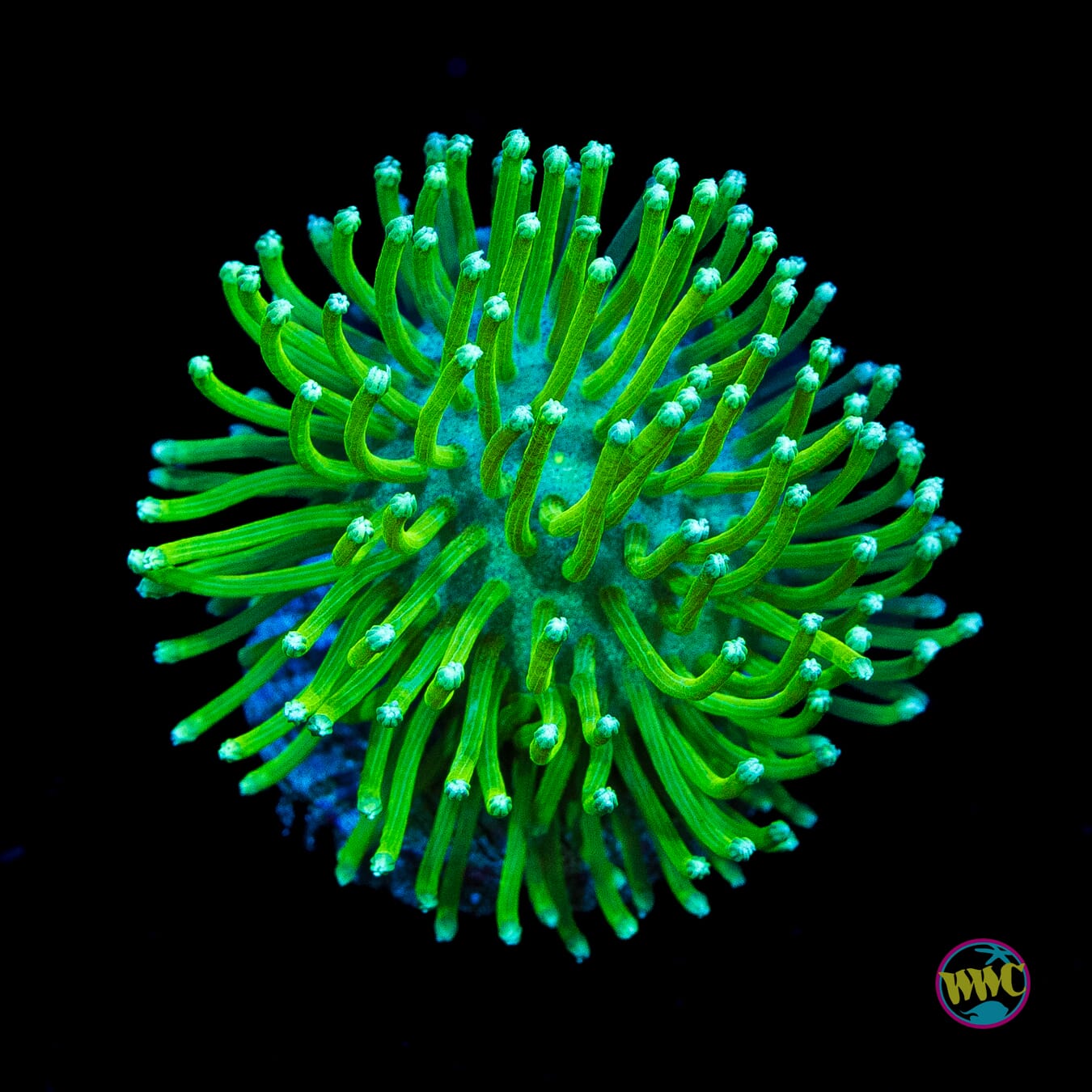 WWC Neon Long Polyp Toadstool Leather