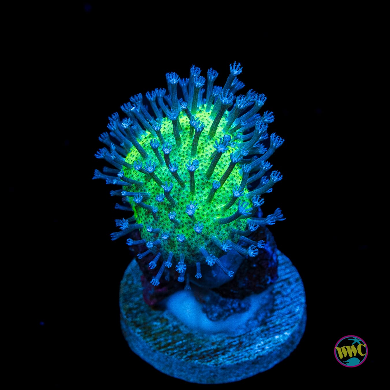 WWC Silver Polyp Toadstool Leather