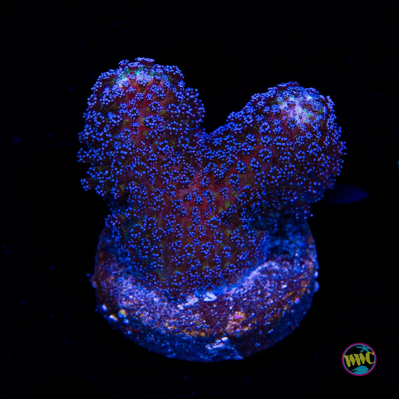 WWC Blue Stylophora