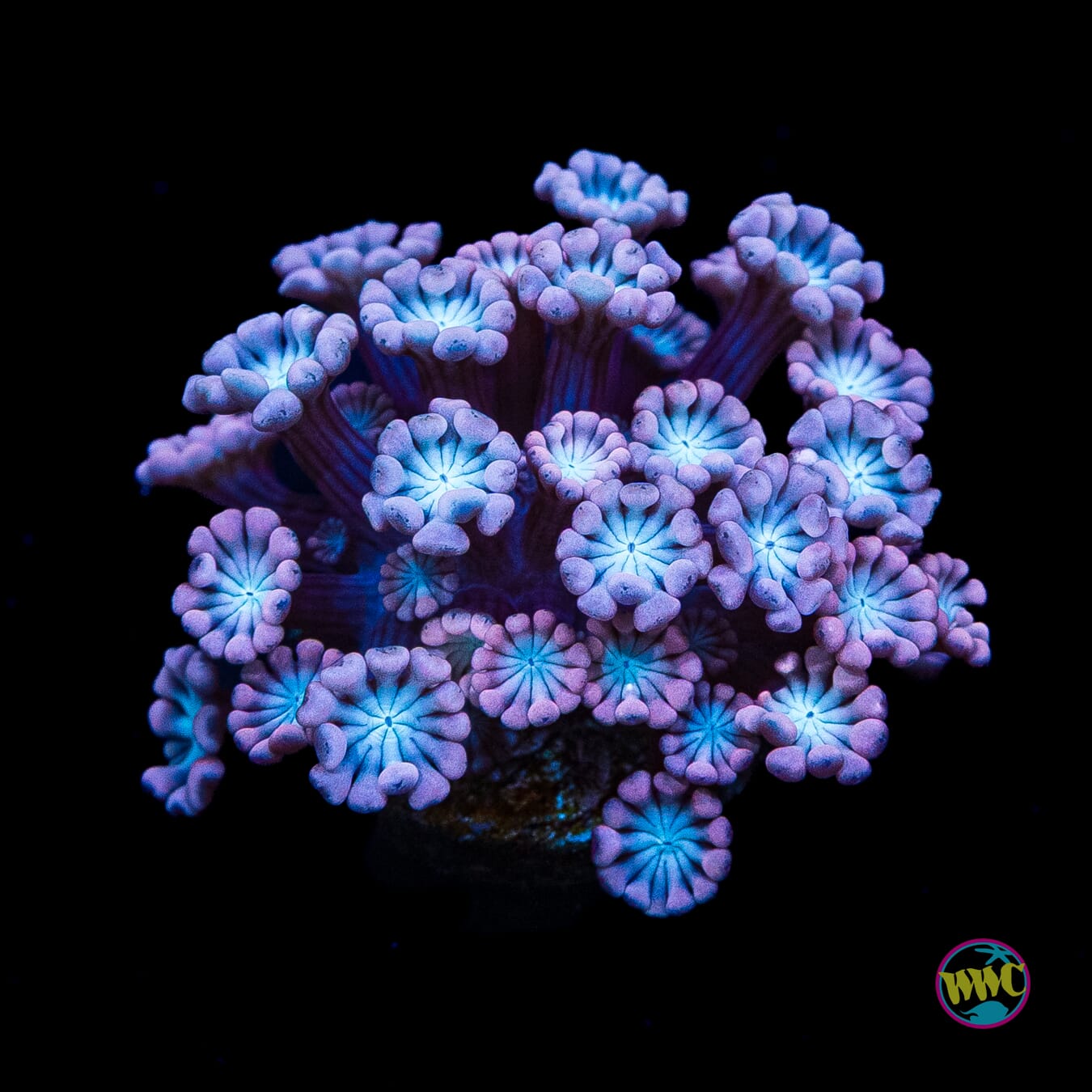 I Love Lavender Alveopora
