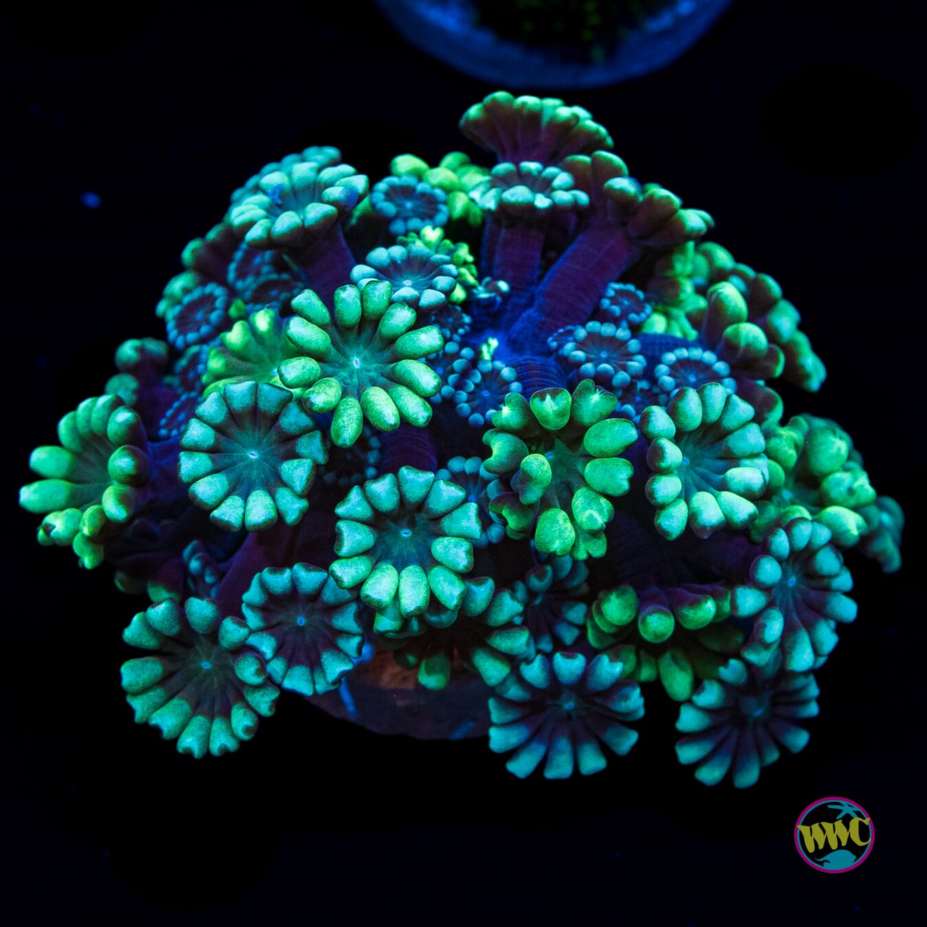 WWC Hologram Alveopora