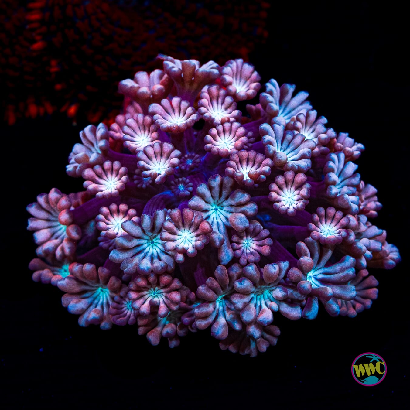 WWC Rose Hologram Alveopora